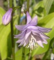 Hosta Fujibotan